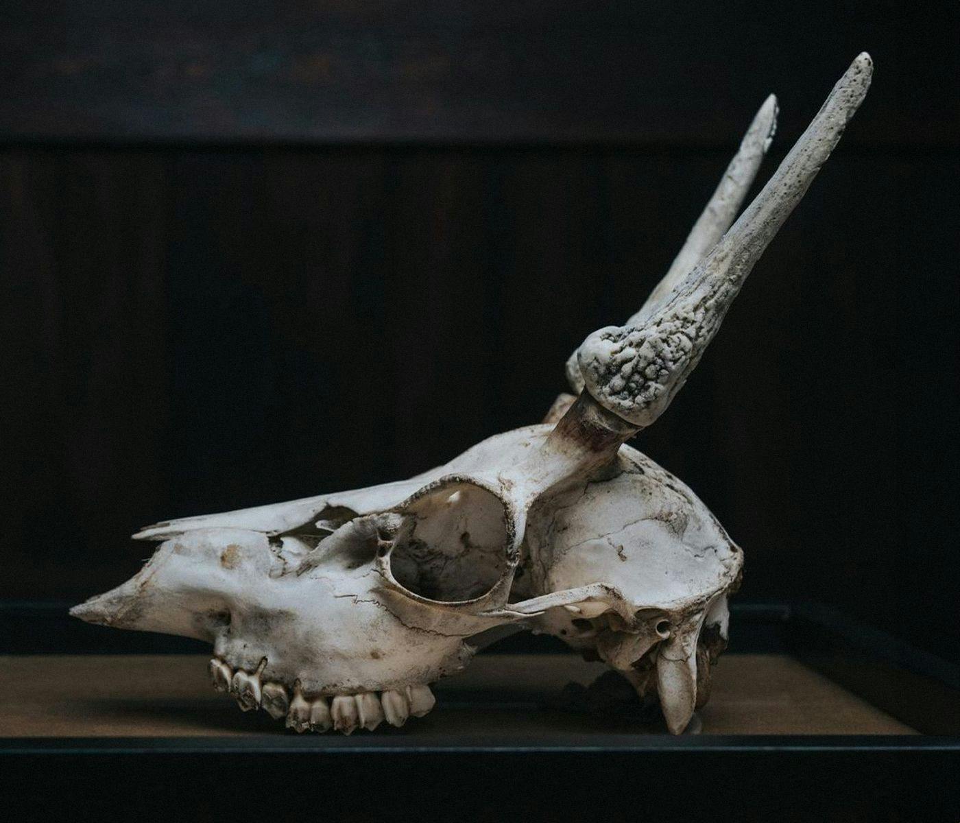 A deer skull, with two realistic looking horns made out of ice-cream.