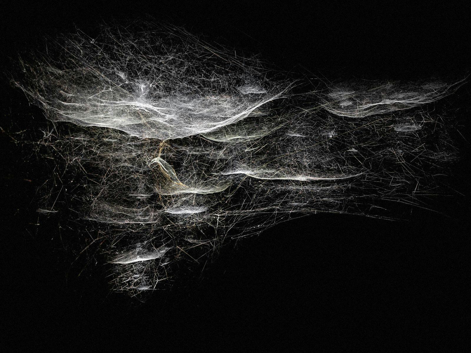 An image of the artwork Oceans of Air, thousands of strands of spiderweb.