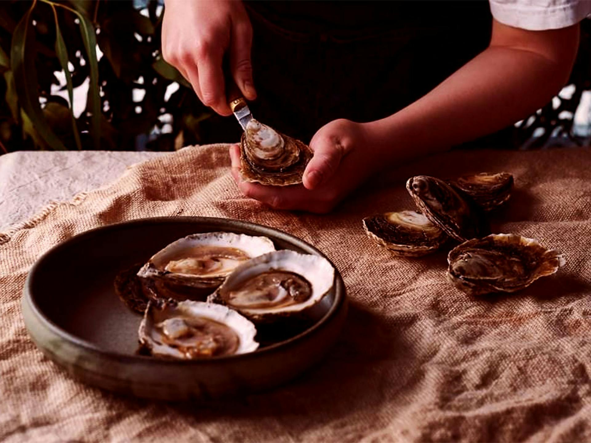 Someone shucking angasi oysters on a linen tablecloth